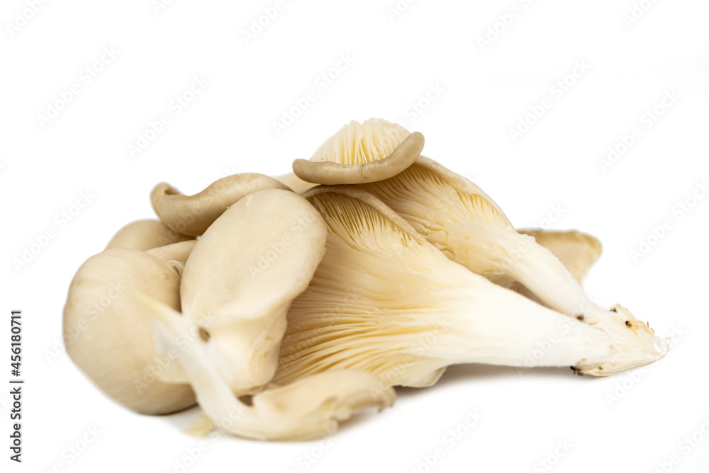 Fototapeta premium fresh oyster mushroom (Pleurotus ostreatus )