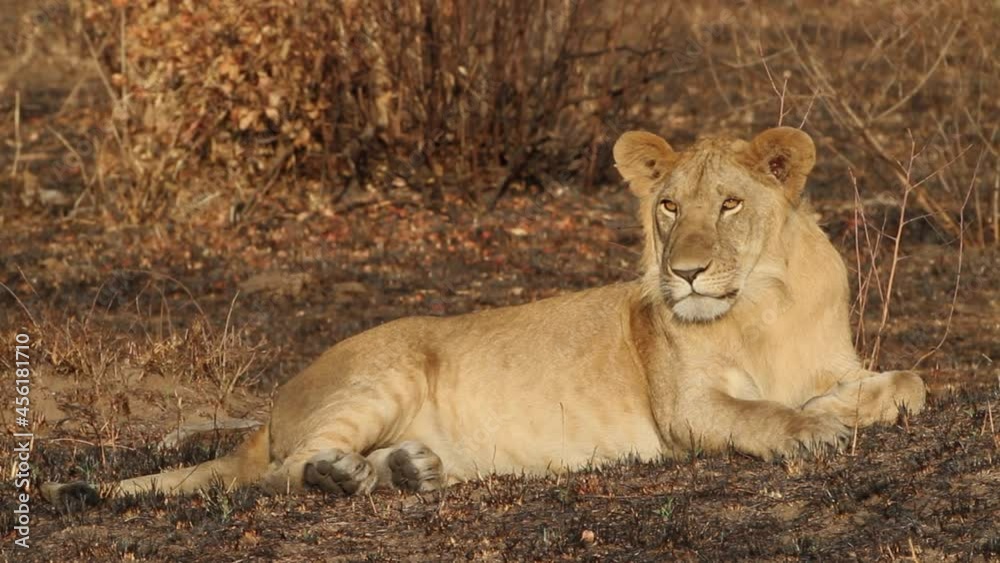 young Lion resting under a tree young Lion resting under a tree