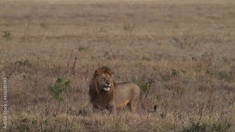 Lion with a black mane gets up and walks on a path Lion with a black mane gets up and walks on a path