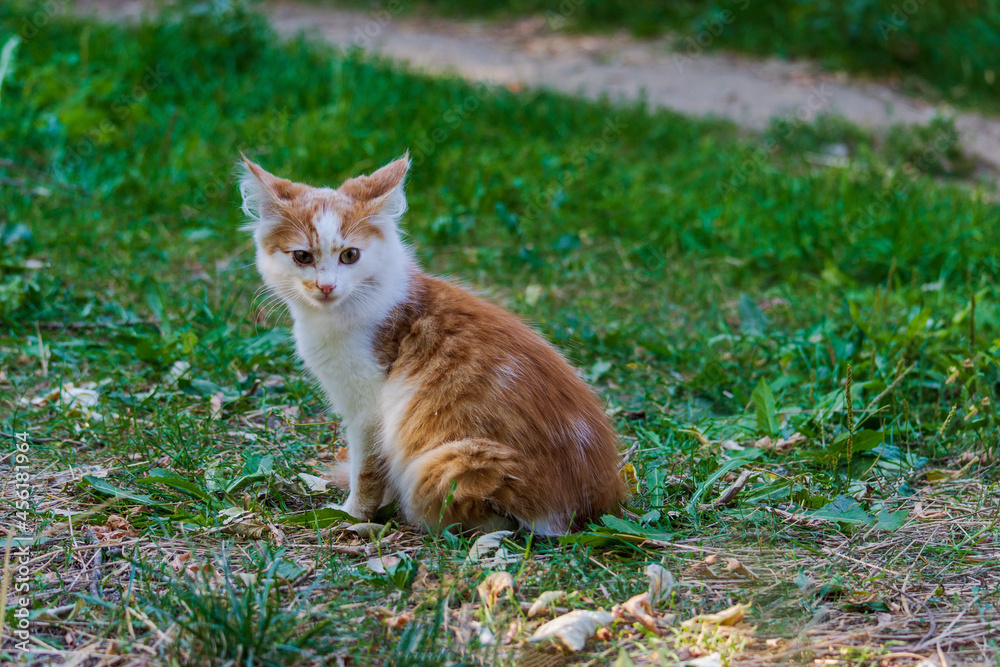 Beautiful pictures of colorful cats on the green grass. Pets.