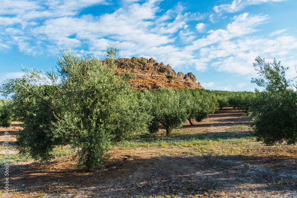 Olive grove in Montilla, Cordoba, Spain with rock formation behind and a blue sky with clouds Olive grove in Montilla, Cordoba, Spain with rock formation behind and a blue sky with clouds