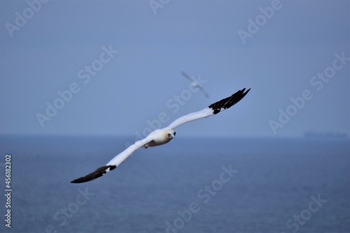 Northern gannet in flight in the sky above the sea