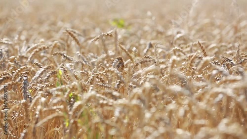 the wheat fields are ripe