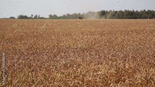 the wheat fields are ripe