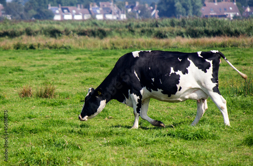 Black and white cow standing on green grass field. Beautiful domestic animal photo. Dairy farm photo. Green background with copy space. 