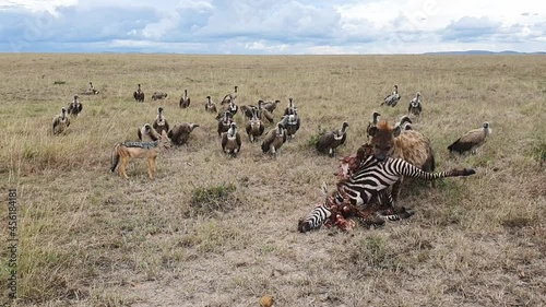 Pack of Spotted Hyenas feeding on a zebras carcass vultures waiting nearby photo