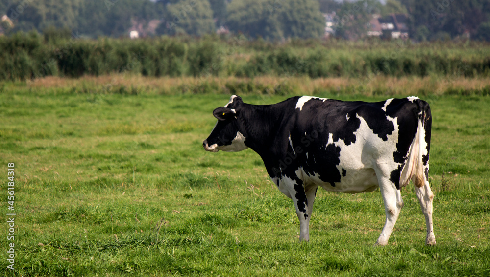 Black and white cow standing on green grass field. Beautiful domestic animal photo. Dairy farm  photo. Green background with copy space. 