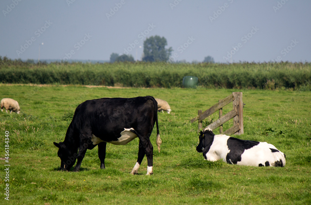 Cows graze in a field. Green grass background with copy space. Domestic animal photo. Dutch countryside landscape. Cows graze in a field. Green grass background with copy space. Domestic animal photo. Dutch countryside landscape.