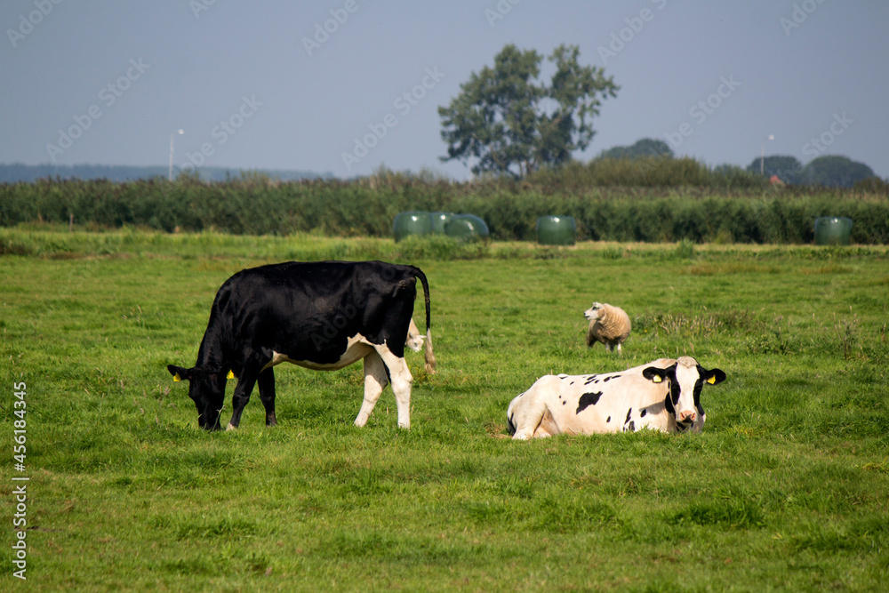 Two cows on a field. Juicy green grass, trees, blue sky. Countryside landscape of the Netherlands. 