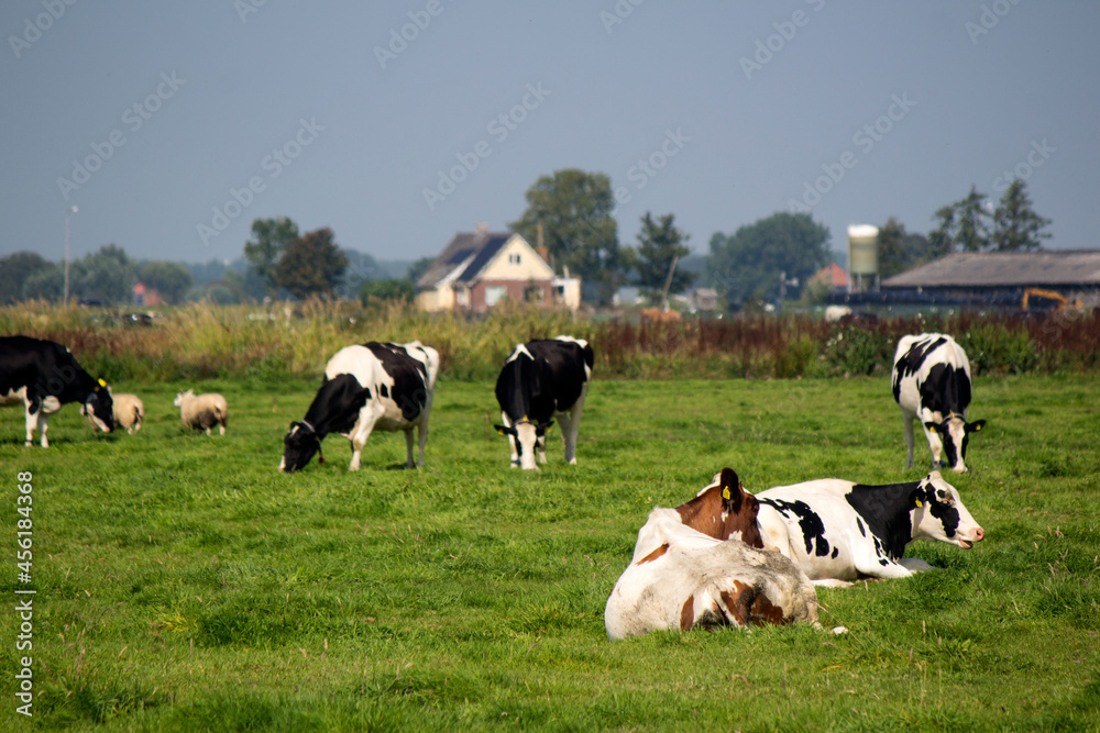 Cows graze in a field. Green grass background with copy space. Domestic animal photo. Dutch countryside landscape. Cows graze in a field. Green grass background with copy space. Domestic animal photo. Dutch countryside landscape.
