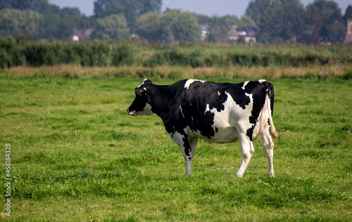 Black and white cow standing on green grass field. Beautiful domestic animal photo. Dairy farm  photo. Green background with copy space. 