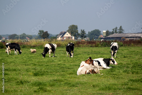 Cows graze in a field. Green grass background with copy space. Domestic animal photo. Dutch countryside landscape. 