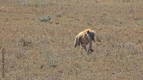 Spotted Hyenas Eating a carcass in the Savannah photo