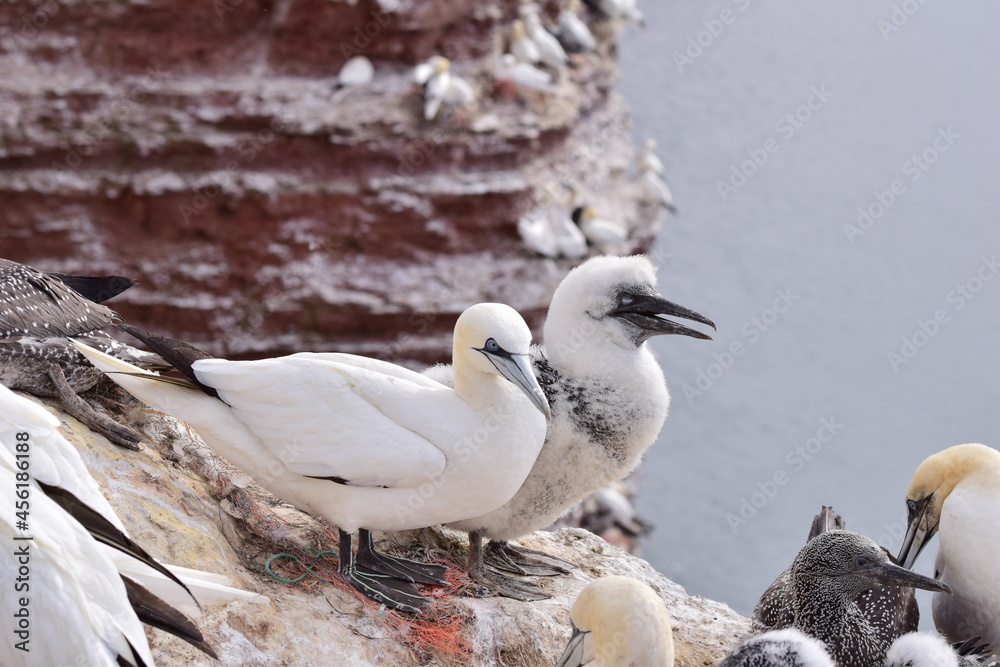 Fototapeta premium Northern gannets with a youngster sitting on the rocks