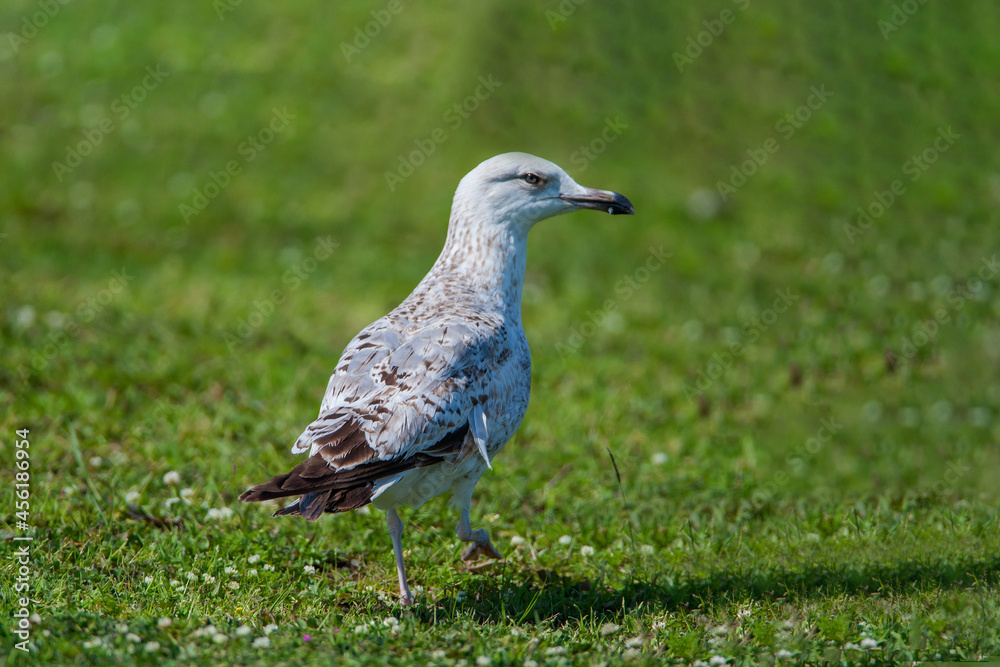 Fototapeta premium Yellow-legged seagull, (Larus michahellis) walking on grass.