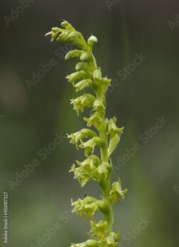 Vertical closeup shot of a blooming wild two-leaved gennaria orchid photo