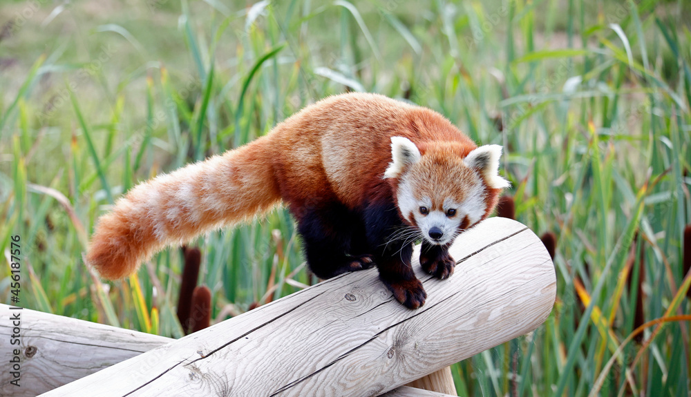 Fototapeta premium Re panda at a wildlife park