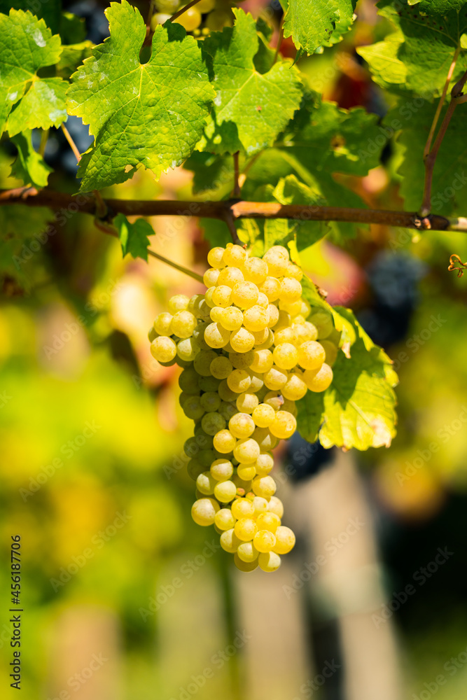 Ripe grapevines on branch, Friuli Venezia Giulia region, harvest season Ripe grapevines on branch, Friuli Venezia Giulia region, harvest season