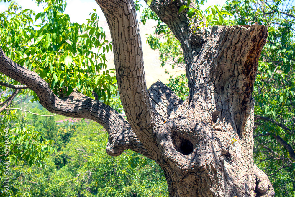 tree in the forest