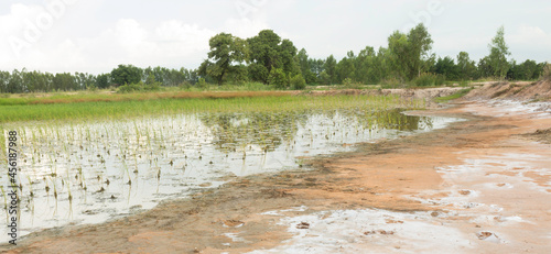 Salty soil