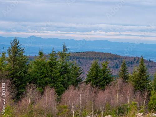 forest in the mountains