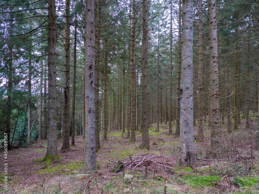 Naklejka premium footpath in the woods