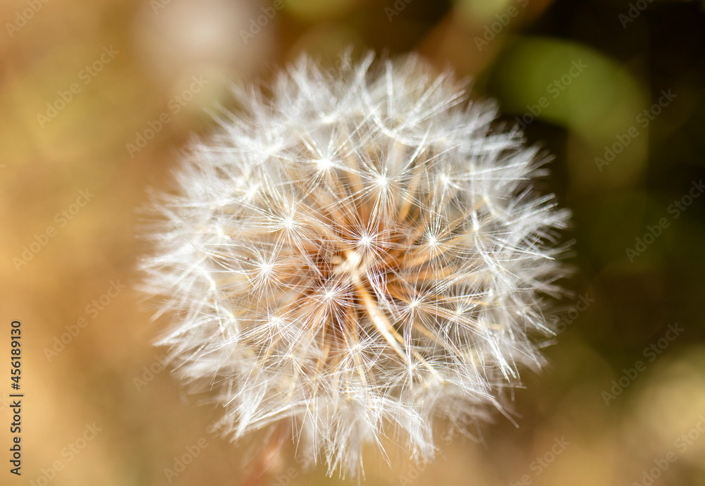Fototapeta premium dandelion seed head