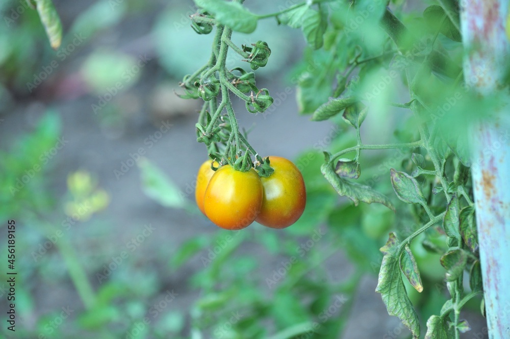 tomatoes ripening in an organic vegetable garden tomatoes ripening in an organic vegetable garden
