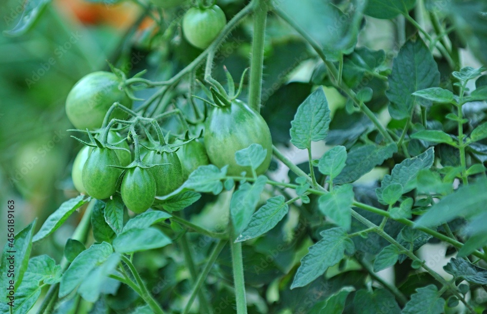 Obraz premium tomatoes ripening in an organic vegetable garden