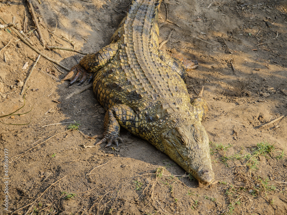 Fototapeta premium alligator in the everglades