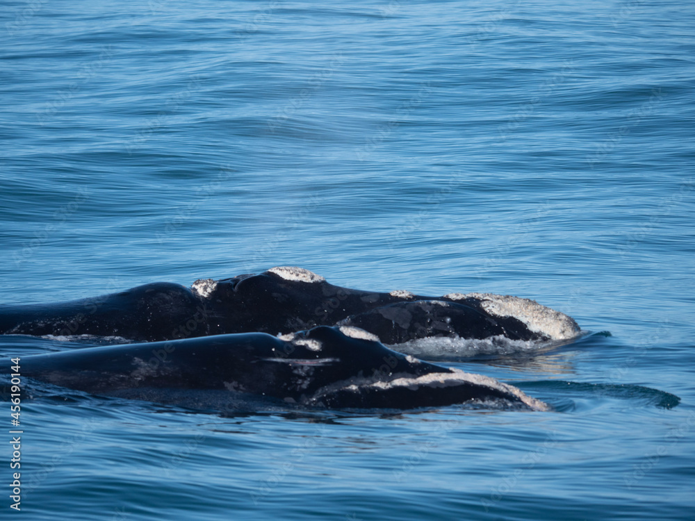 Obraz premium whale in the water