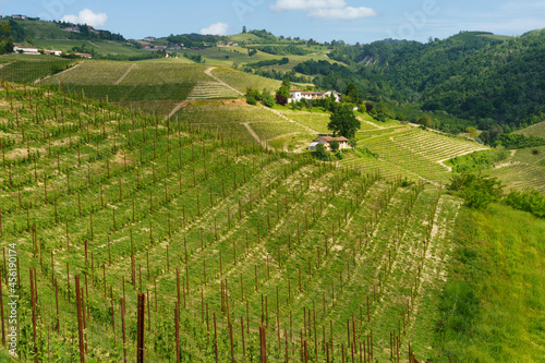 Landscape of Langhe  Piedmont  Italy near Diano at May