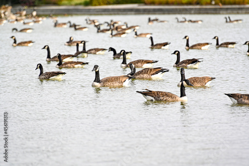Canada geese swiming in small pond september 2021