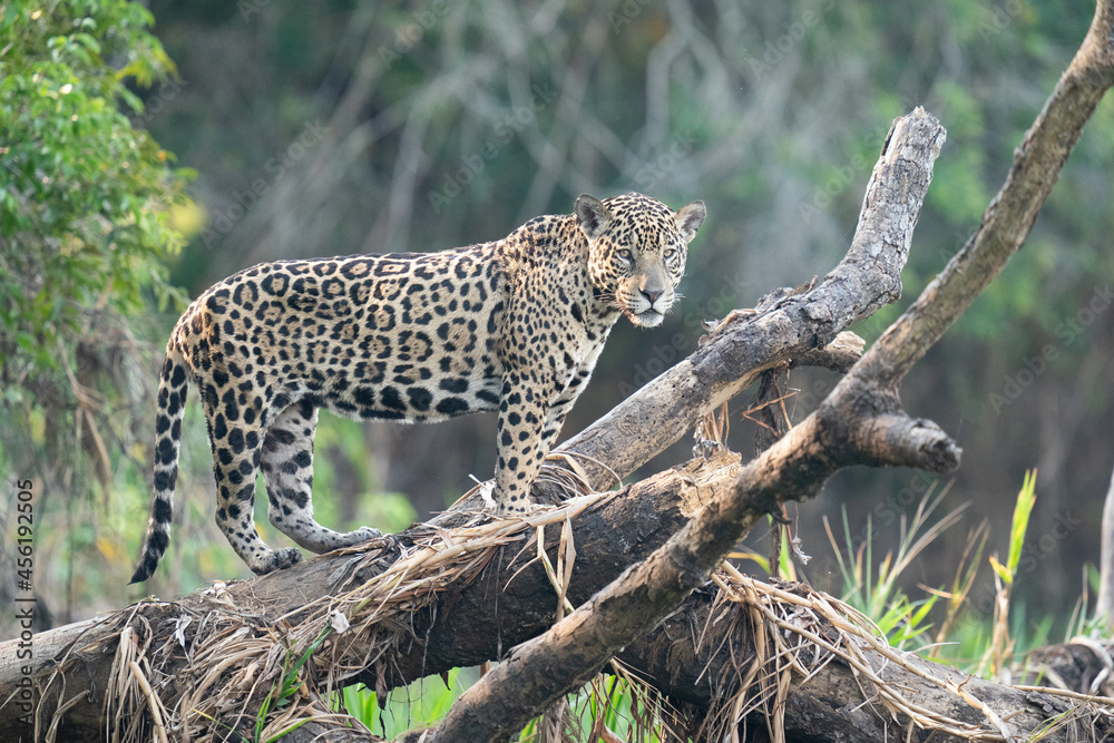 Obraz premium The jaguar (Panthera onca) 