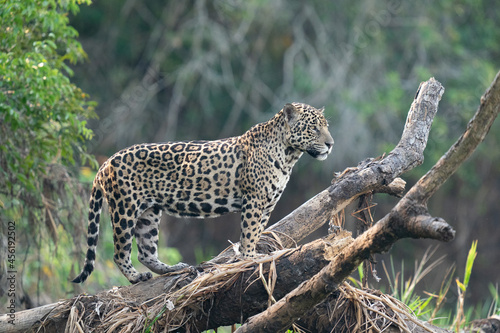 The jaguar (Panthera onca) 