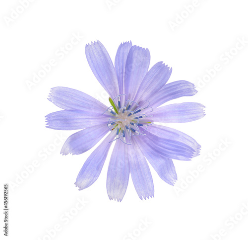 Beautiful tender chicory flower isolated on white