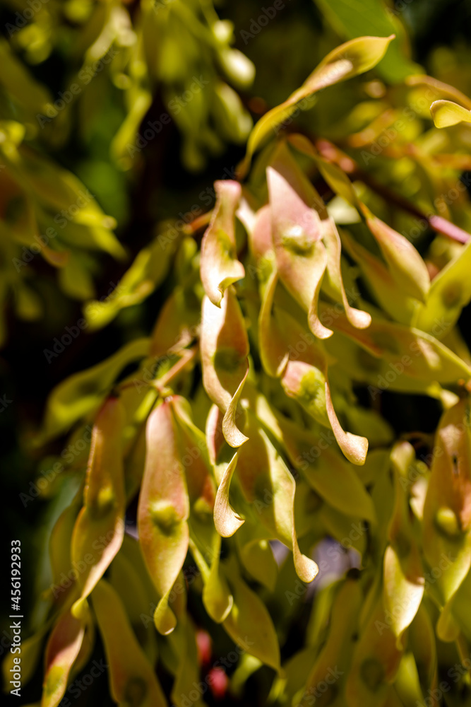 Fototapeta premium close up of a plant, macro plant leaves photo. 