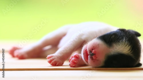 The first puppy dog sleeping on a wooden floor.