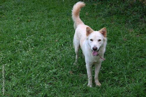 Fawn color mixed breed dog on grass