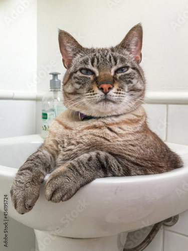 a cute tabby cat relaxing inside a bathroom sink