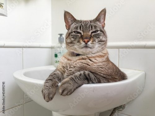a cute tabby cat relaxing inside a bathroom sink © graziella
