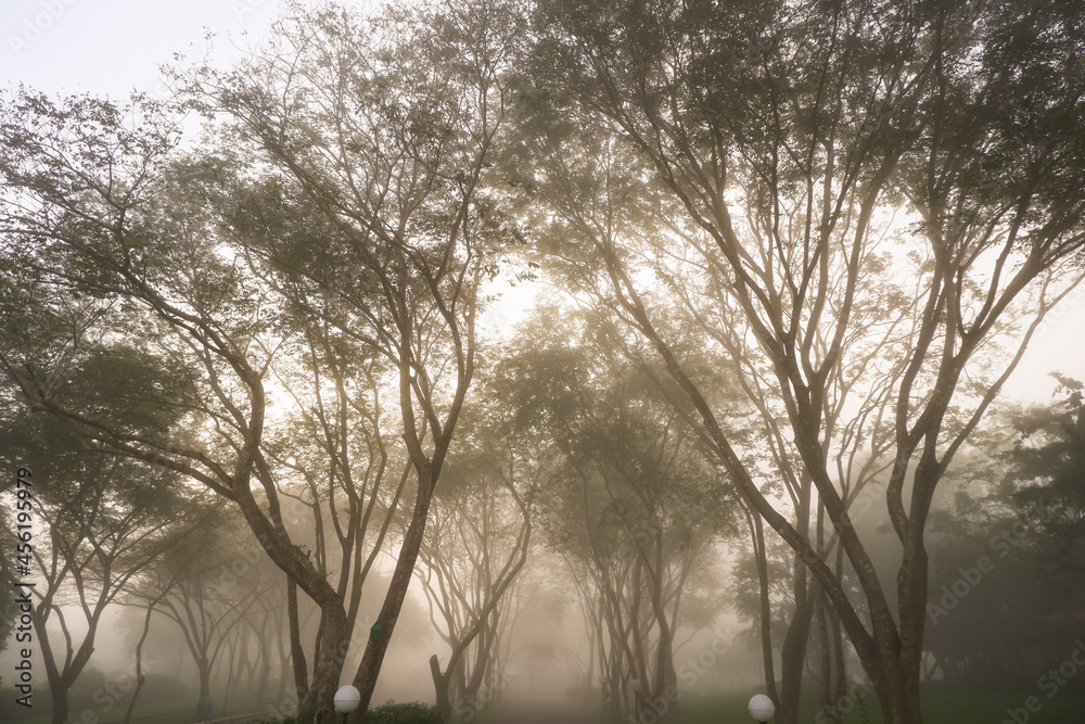 Natural misty, Trees in the foggy at Khao Sok National Park in Suratthani Thailand