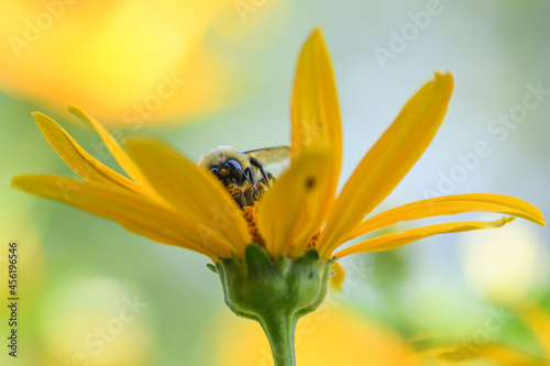 bee on flower
