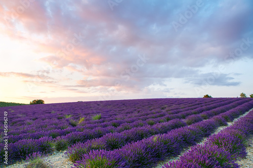 Beautiful blooming purple lavender fields near Valensole in Provence  France. Typical traditonal provencal landscape on sunset with blossoming flowers. Warm light