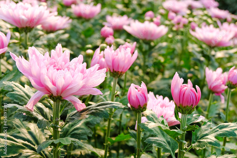 chrysanthemum flower blooming , Select focus chrysanthemum flower blooming , Select focus