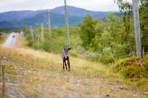 Baby reindeer, standing along the road in Lapland, Finland, peachful creature looking at camera photo