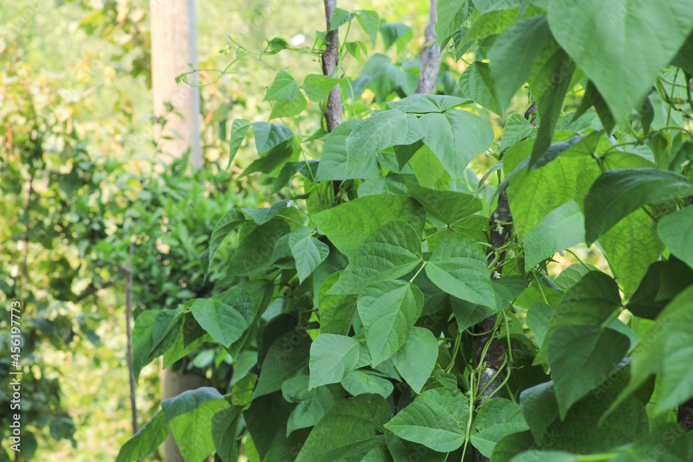 Obraz premium natural bean plant leaves photo