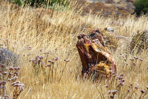 Petrified tree's trunk at the national park of Lesvos island, Greece.