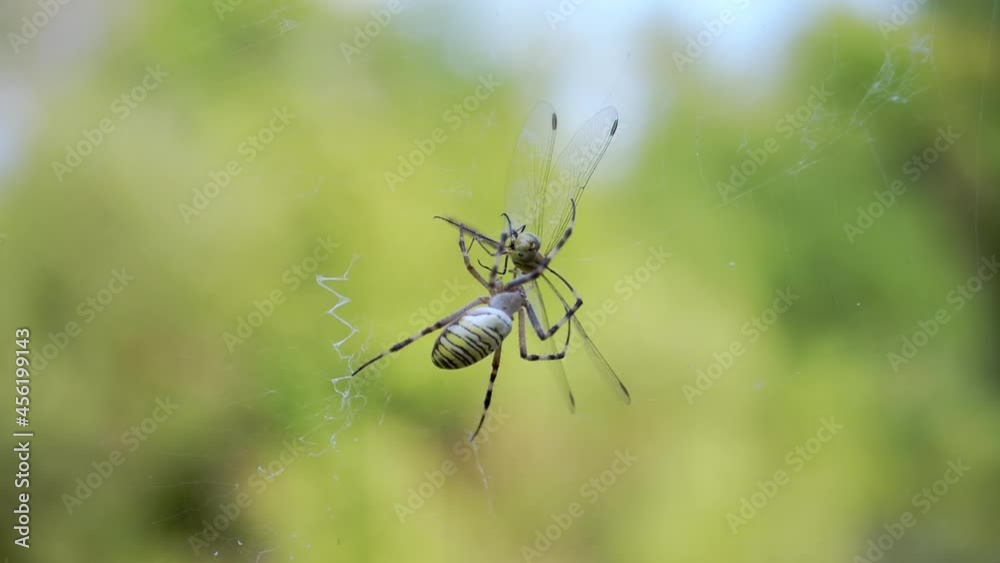 Hungry Wasp Spider Eats in a Web a Caught Dragonfly. Poisonous striped ...