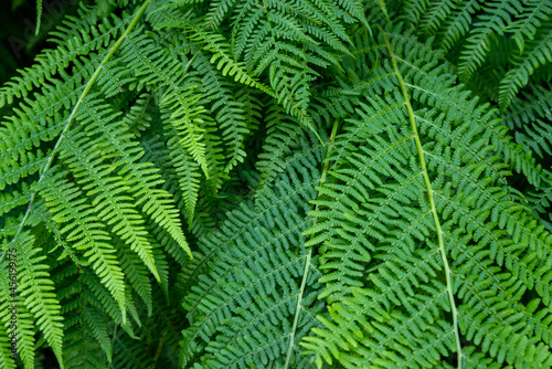 Close-up of leaves of a fern